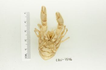 Media type: image;   Invertebrate Zoology CRU-4546 Description: Preserved Specimen.;